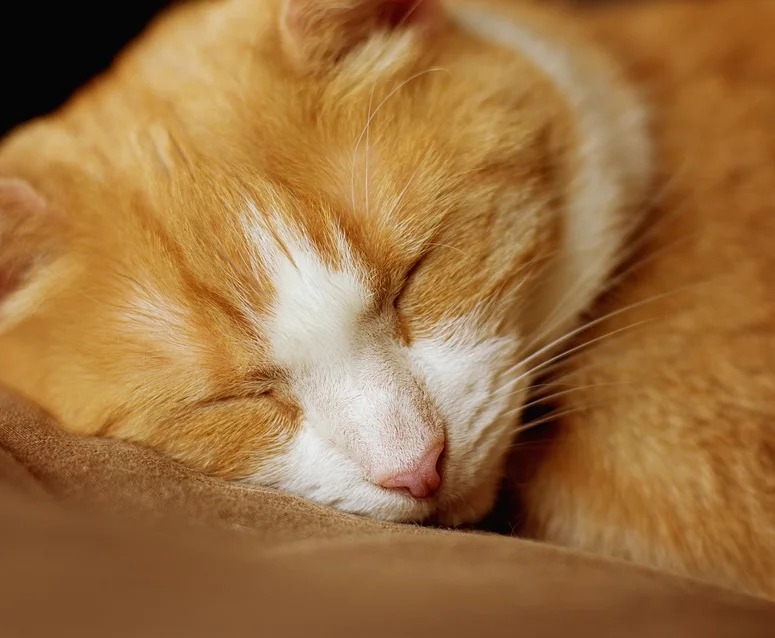 How Pets Can Help the Healing Process